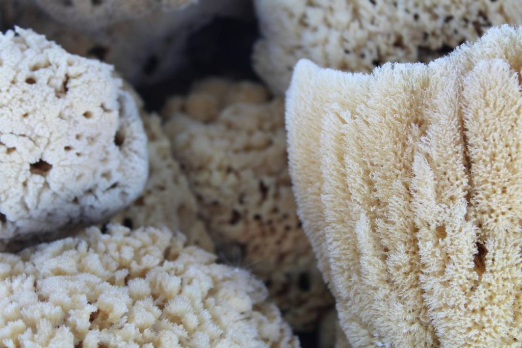 Are Cellulose Sponges Biodegradable? The Truth About Your Kitchen’s Eco-Friendly Upgrade
