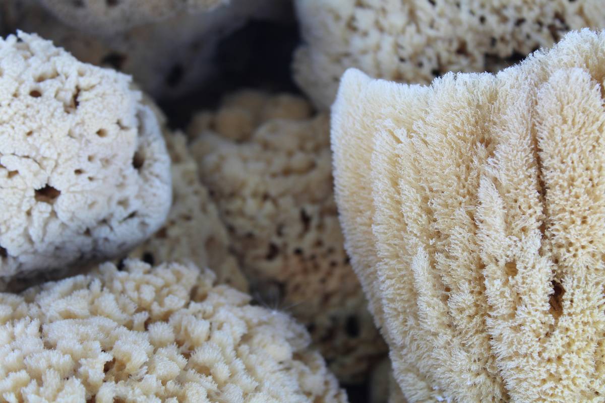 Are Cellulose Sponges Biodegradable? The Truth About Your Kitchen’s Eco-Friendly Upgrade