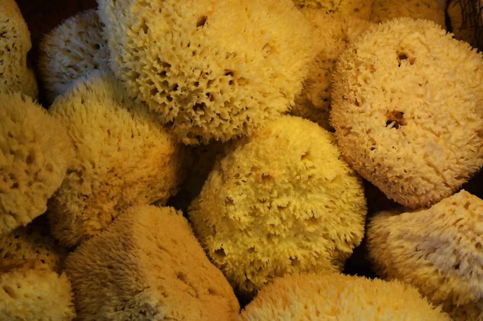 Natural loofah and cellulose sponges arranged on wooden surface with eucalyptus leaves