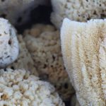 Why Your Kitchen Sponge Is Secretly Trashing the Planet (And How a Natural Value Cellulose Sponge Biodegradable Fixes It)
