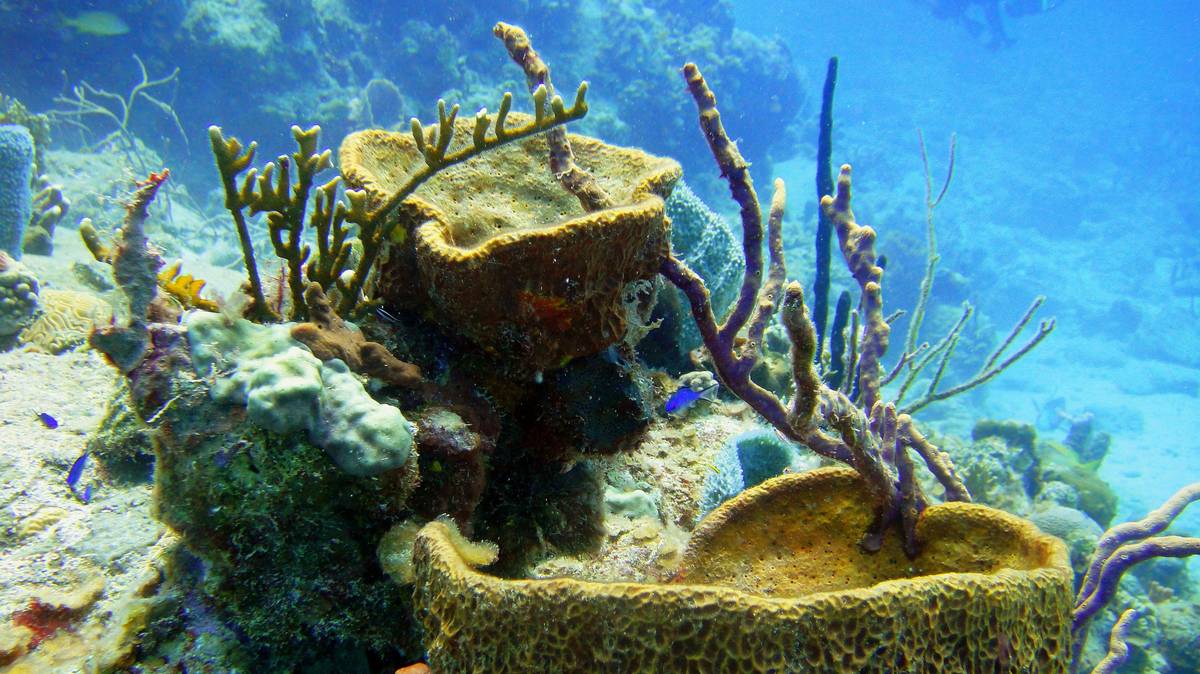 types of sponges for cleaning compared: cellulose, loofah, and coconut coir side by side on a kitchen counter